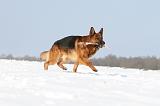 BERGER ALLEMAND 440